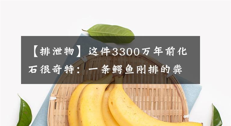 【排泄物】这件3300万年前化石很奇特:一条鳄鱼刚排的粪便就被踩了一脚
