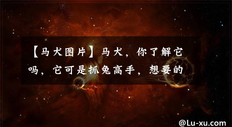 【马犬图片】马犬,你了解它吗,它可是抓兔高手,想要的建议直接饲养幼犬马犬