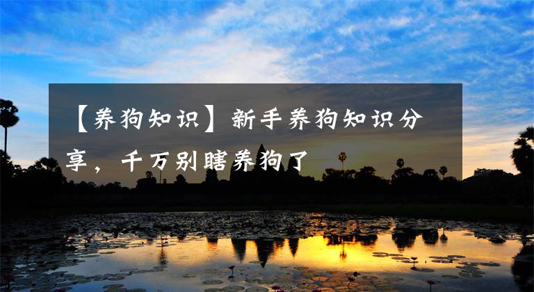 【养狗知识】新手养狗知识分享,千万别瞎养狗了