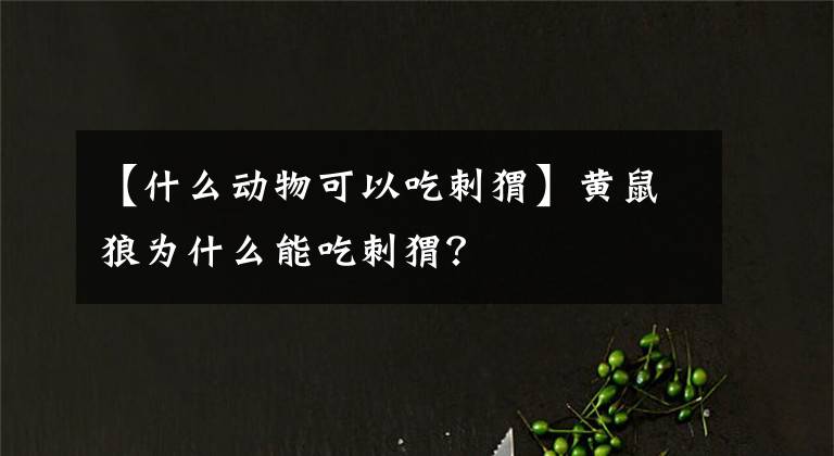 【什么动物可以吃刺猬】黄鼠狼为什么能吃刺猬?