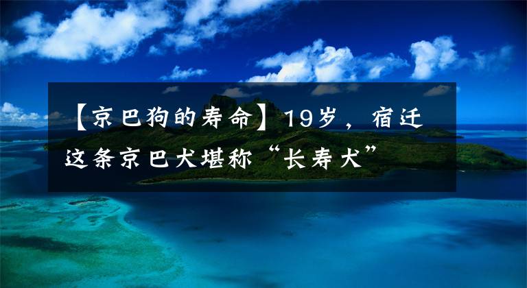 【京巴狗的寿命】19岁，宿迁这条京巴犬堪称“长寿犬”