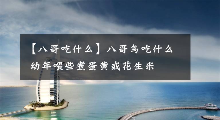【八哥吃什么】八哥鸟吃什么 幼年喂些煮蛋黄或花生米