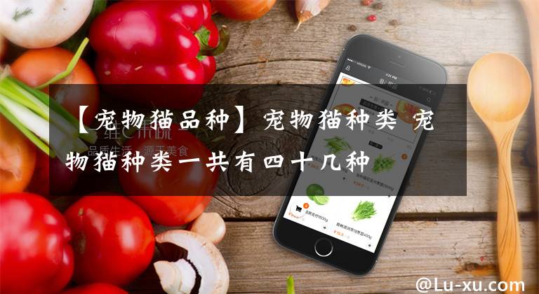【宠物猫品种】宠物猫种类 宠物猫种类一共有四十几种