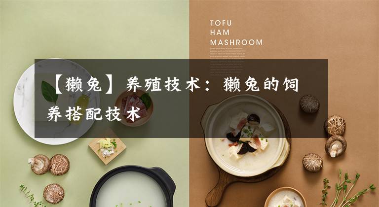 【獭兔】养殖技术:獭兔的饲养搭配技术