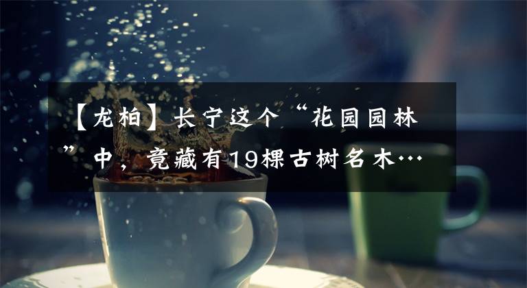 【龙柏】长宁这个“花园园林”中，竟藏有19棵古树名木…………