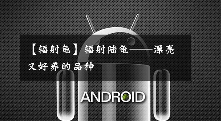 【辐射龟】辐射陆龟——漂亮又好养的品种