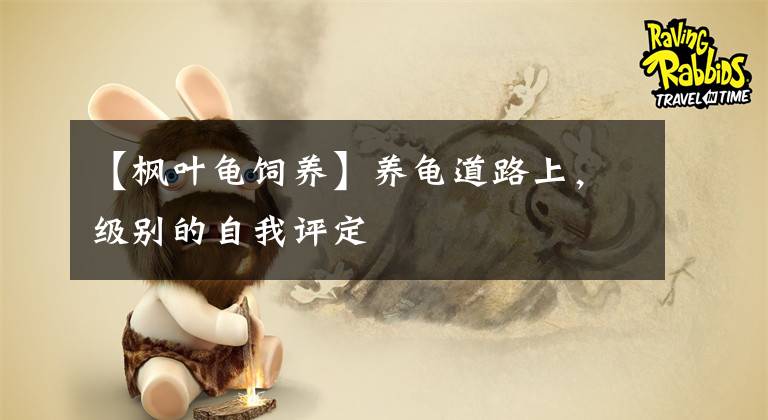 【枫叶龟饲养】养龟道路上，级别的自我评定
