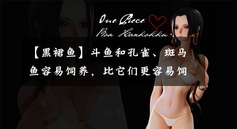 【黑裙鱼】斗鱼和孔雀、斑马鱼容易饲养，比它们更容易饲养的鱼儿有很多