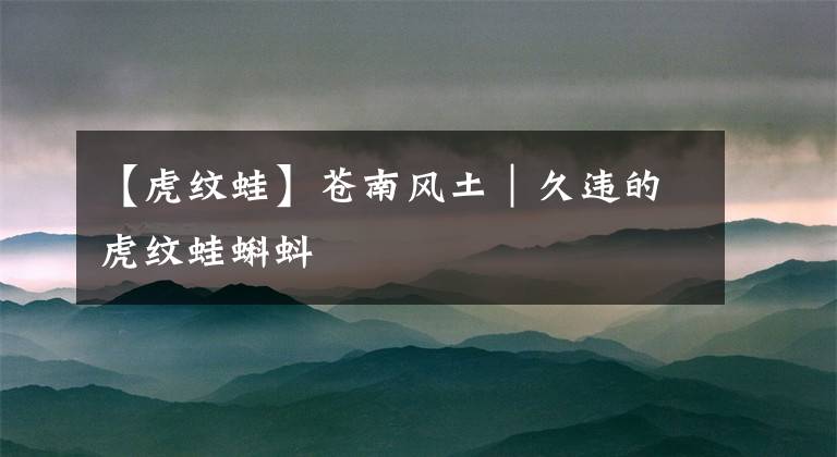 【虎纹蛙】苍南风土｜久违的虎纹蛙蝌蚪