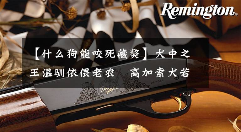 【什么狗能咬死藏獒】犬中之王温驯依偎老农　高加索犬若发狠…5分钟可咬死藏獒！