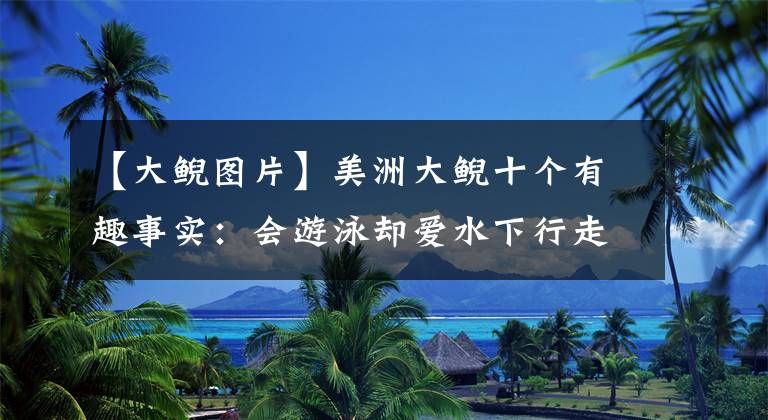 【大鲵图片】美洲大鲵十个有趣事实：会游泳却爱水下行走