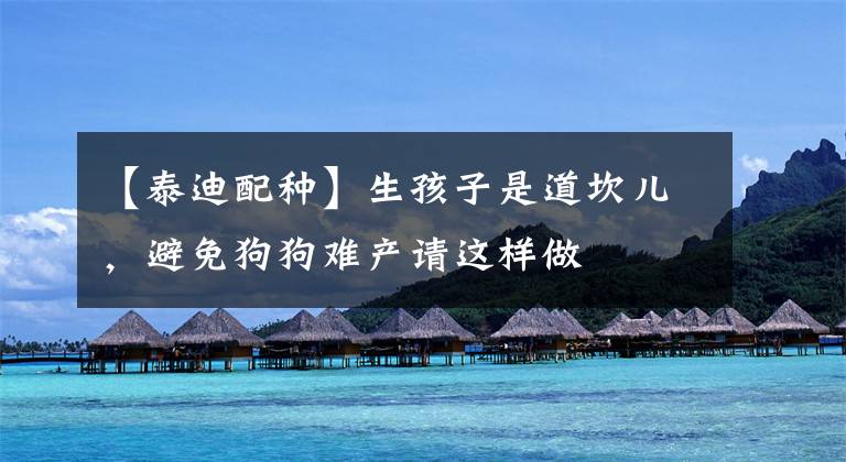 【泰迪配种】生孩子是道坎儿，避免狗狗难产请这样做