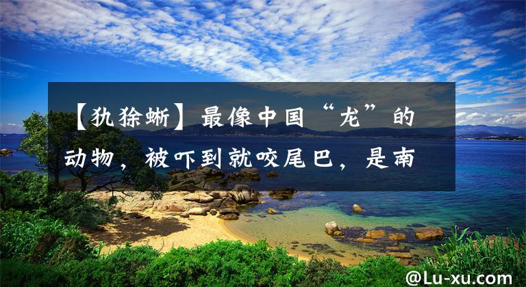 【犰狳蜥】最像中国“龙”的动物，被吓到就咬尾巴，是南非的一级保护动物