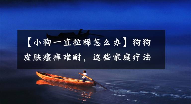 【小狗一直拉稀怎么办】狗狗皮肤瘙痒难耐，这些家庭疗法，能拯救狗狗于水火之中