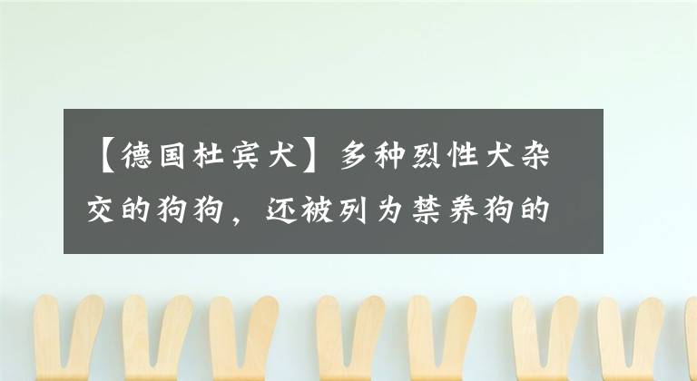 【德国杜宾犬】多种烈性犬杂交的狗狗,还被列为禁养狗的杜宾犬,却仍是国家警犬