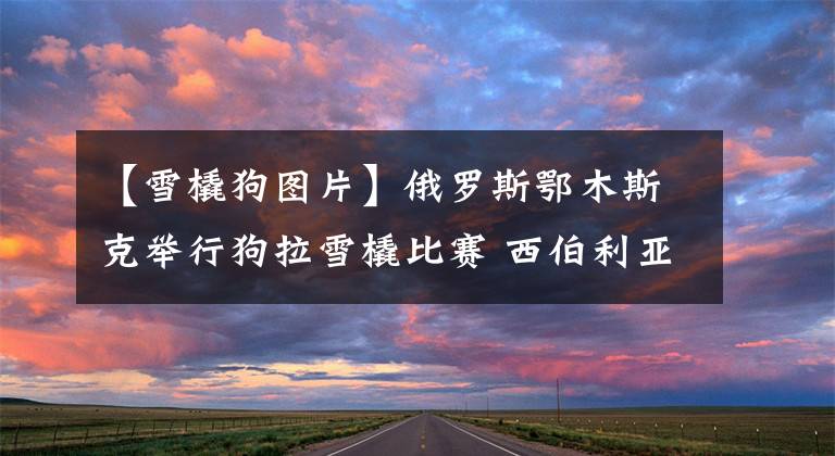 【雪橇狗图片】俄罗斯鄂木斯克举行狗拉雪橇比赛 西伯利亚哈士奇勇猛向前