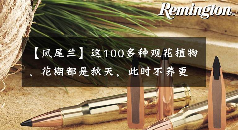 【凤尾兰】这100多种观花植物,花期都是秋天,此时不养更待何时