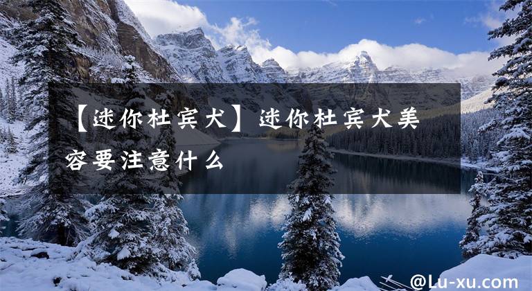 【迷你杜宾犬】迷你杜宾犬美容要注意什么