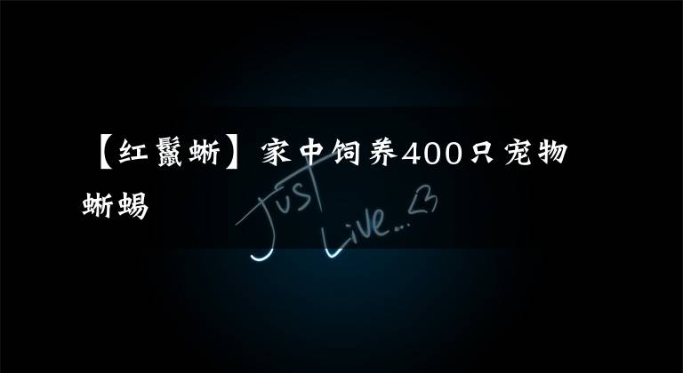 【红鬣蜥】家中饲养400只宠物蜥蜴