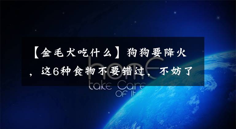 【金毛犬吃什么】狗狗要降火，这6种食物不要错过，不妨了解一下