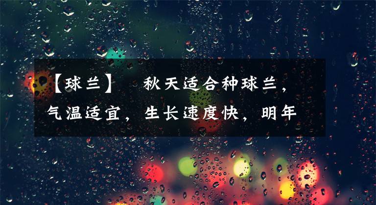 【球兰】​秋天适合种球兰，气温适宜，生长速度快，明年夏天就能开花