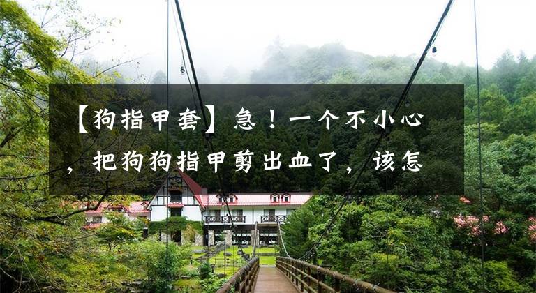 【狗指甲套】急!一个不小心,把狗狗指甲剪出血了,该怎么办?