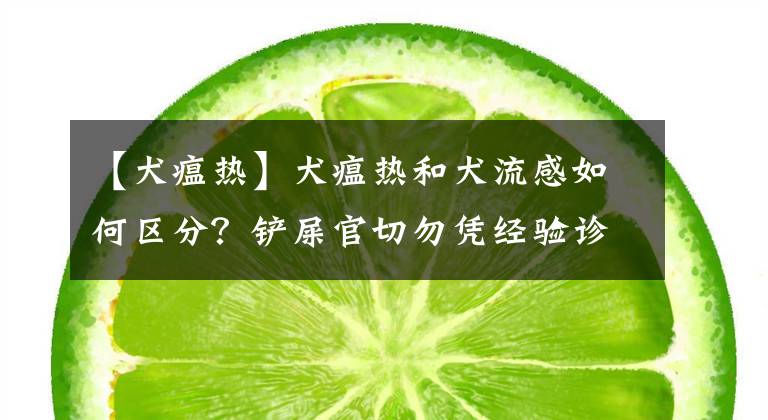 【犬瘟热】犬瘟热和犬流感如何区分?铲屎官切勿凭经验诊断,耽误狗狗治疗