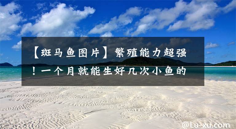 【斑马鱼图片】繁殖能力超强！一个月就能生好几次小鱼的斑马鱼，你家养了吗