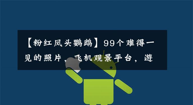 【粉红凤头鹦鹉】99个难得一见的照片,飞机观景平台,游泳遇到海蛇,守卫海龟生蛋