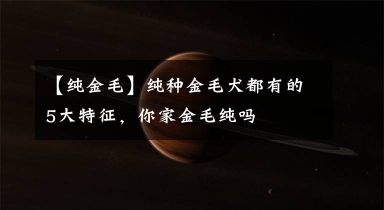【纯金毛】纯种金毛犬都有的5大特征,你家金毛纯吗