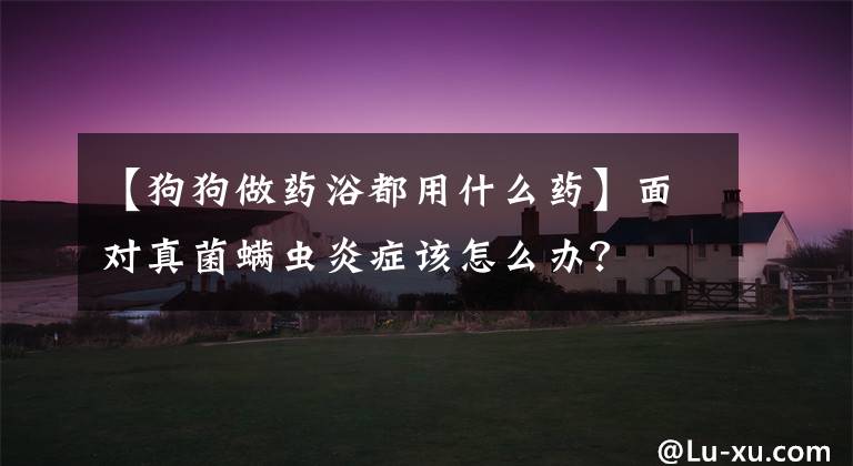 【狗狗做药浴都用什么药】面对真菌螨虫炎症该怎么办？