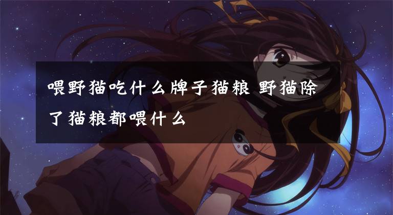 喂野猫吃什么牌子猫粮 野猫除了猫粮都喂什么