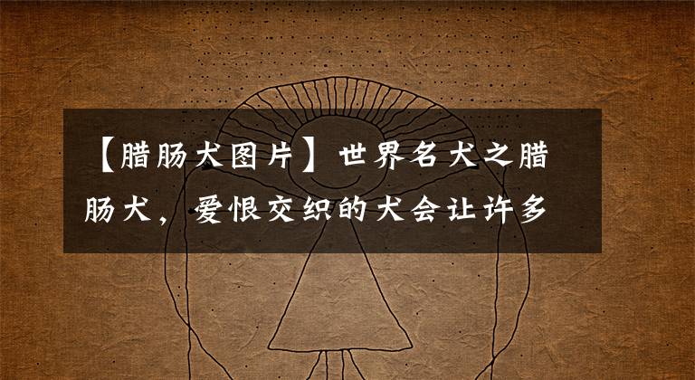 【腊肠犬图片】世界名犬之腊肠犬，爱恨交织的犬会让许多人想养又不太敢养