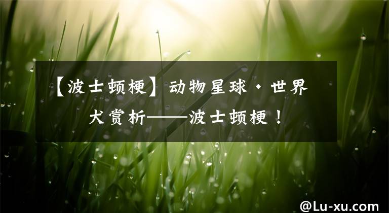 【波士顿梗】动物星球·世界名犬赏析——波士顿梗!