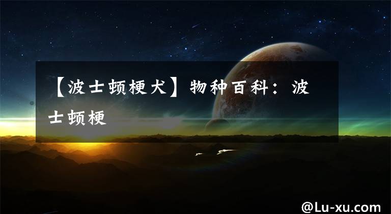 【波士顿梗犬】物种百科:波士顿梗