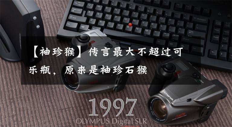 【袖珍猴】传言最大不超过可乐瓶,原来是袖珍石猴