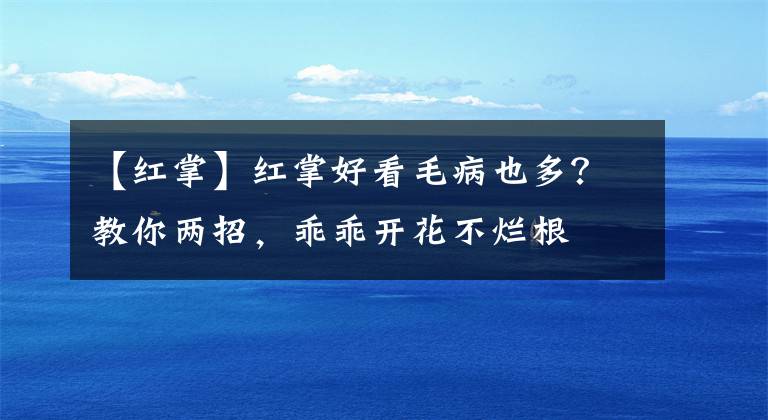 【红掌】红掌好看毛病也多？教你两招，乖乖开花不烂根