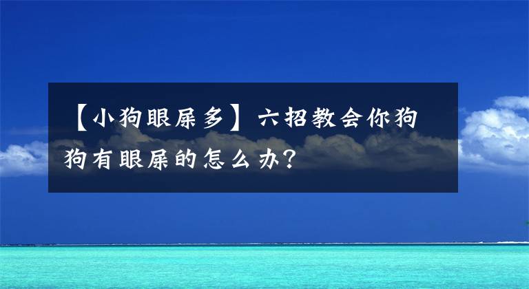 【小狗眼屎多】六招教会你狗狗有眼屎的怎么办？