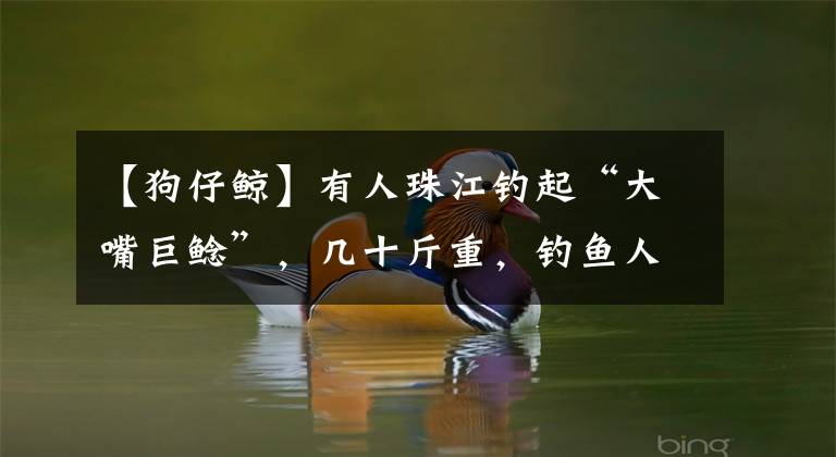 【狗仔鲸】有人珠江钓起“大嘴巨鲶”,几十斤重,钓鱼人:一肚子鱼籽