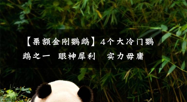 【栗额金刚鹦鹉】4个大冷门鹦鹉之一 眼神犀利 实力毋庸置疑 可惜大家都不懂
