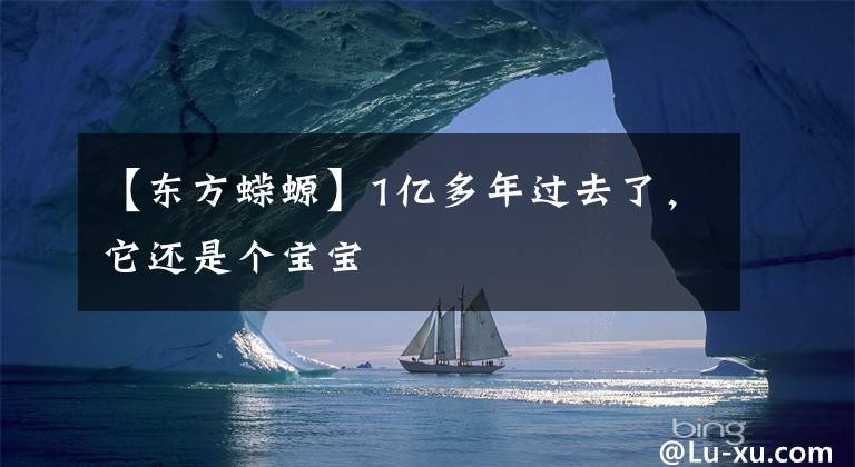 【东方蝾螈】1亿多年过去了，它还是个宝宝