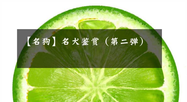 【名狗】名犬鉴赏(第二弹)