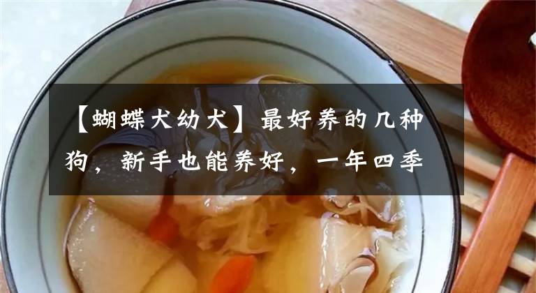 【蝴蝶犬幼犬】最好养的几种狗，新手也能养好，一年四季都健康