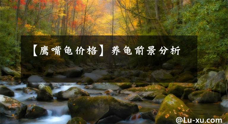 【鹰嘴龟价格】养龟前景分析