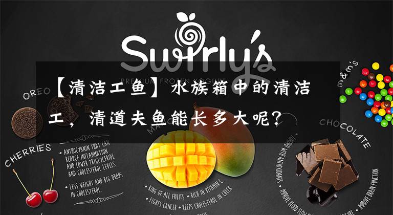 【清洁工鱼】水族箱中的清洁工，清道夫鱼能长多大呢？