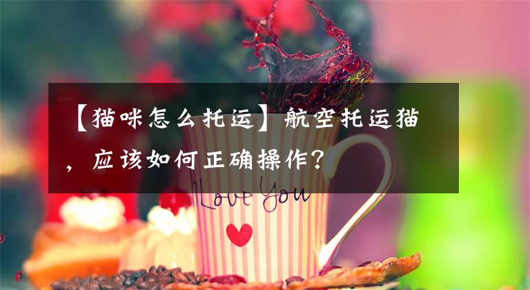 【猫咪怎么托运】航空托运猫，应该如何正确操作？