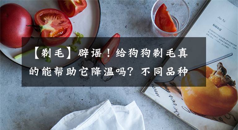 【剃毛】辟谣!给狗狗剃毛真的能帮助它降温吗?不同品种剃毛有讲究