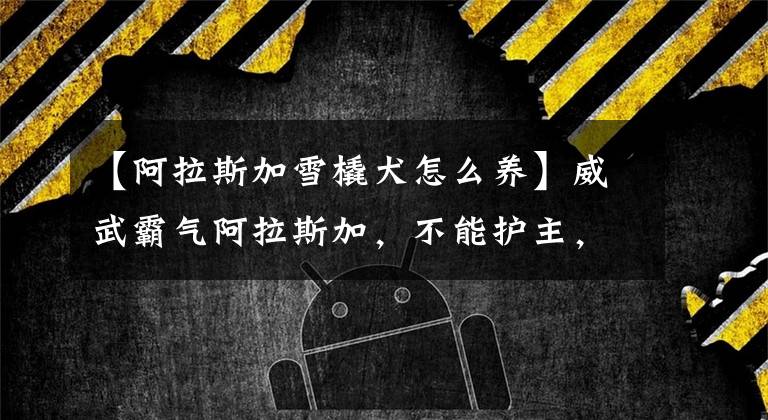 【阿拉斯加雪橇犬怎么养】威武霸气阿拉斯加,不能护主,也不护家,你会饲养吗?