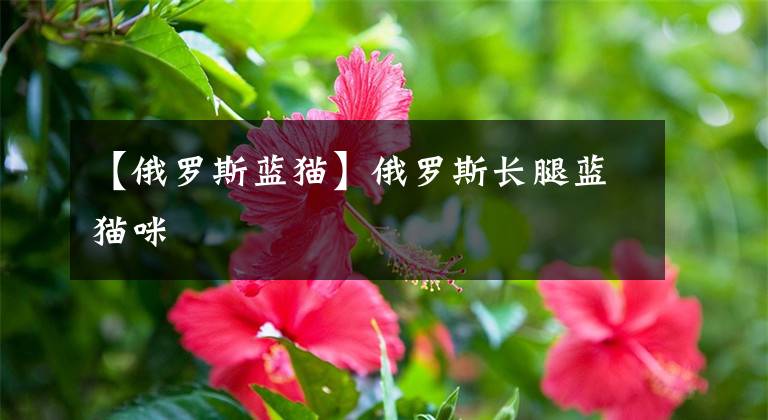 【俄罗斯蓝猫】俄罗斯长腿蓝猫咪