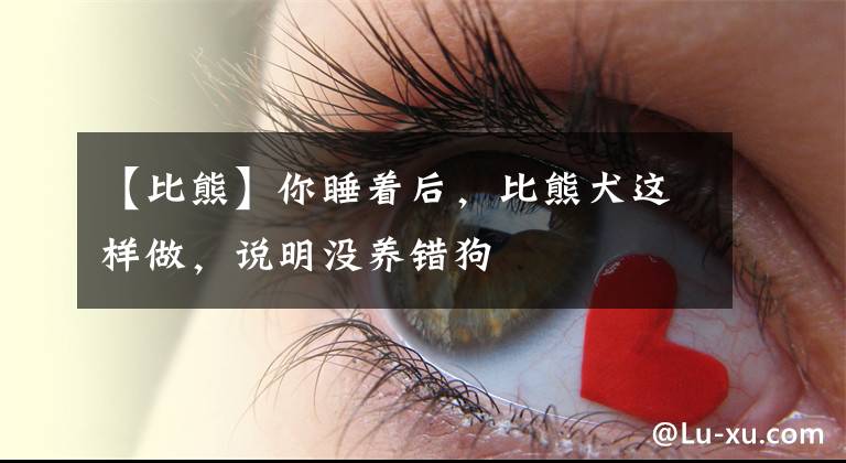 【比熊】你睡着后，比熊犬这样做，说明没养错狗